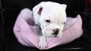 "Doggy smiles: when joy is contagious"