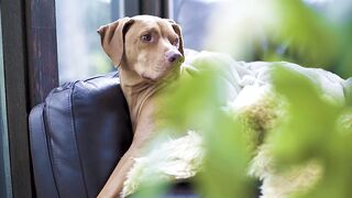 "My dog's infectious joy - watch him in action!"
