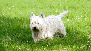 "My dog's joie de vivre: moments of happiness".