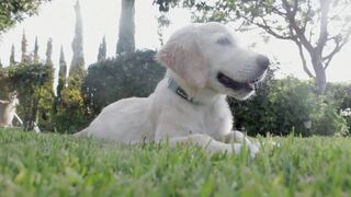 "A dog's happiness: endless smiles and play"