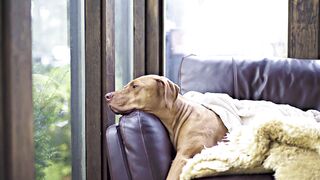 "Happy dog, fulfilled master: a story of joy and love".
