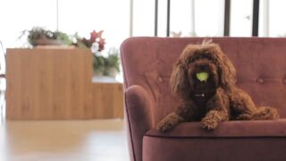 "A dog's playful life: laughter and cuddles galore".