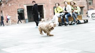 "Adorable dog plays with his favorite toys"