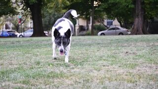 "The funniest dog you'll see today"