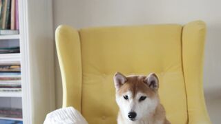 "Compilation of our dog's cutest moments"