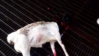Eid qurbani