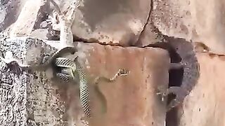 Snake fight