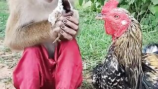 #monkey hen.