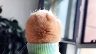 Funny???? pet's compilation