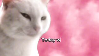 Mr. Polite Cat ft. Mr. Sonic