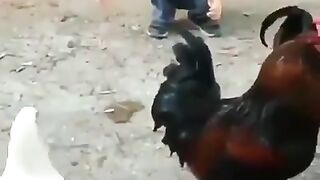 the closeness of a child and a chicken