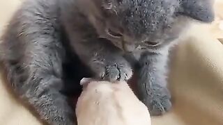 the closeness of cute kittens and hamsters