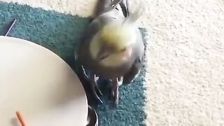 smart parrot