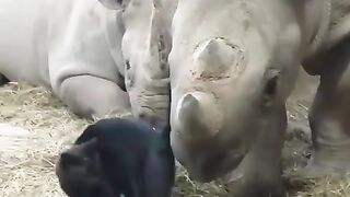 the closeness of black cats and one-horned rhinos