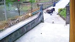 Street dogs cause serious accident