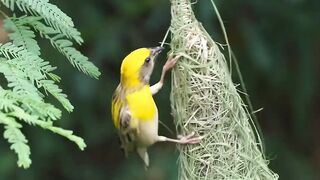 Birds...
