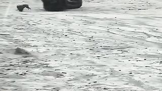 Funny video dog