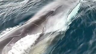 Repentance, what a big whale it is Repentance, what a big whale it is