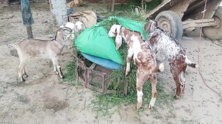 My little goat