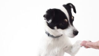 "This dog's contagious joy will melt your heart!"