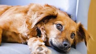 The happiest moments with dogs and other animals