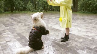 The joy and complicity between dogs and other animals