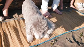 Adorable video of dogs and animals playing and having fun
