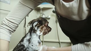 Les moments de joie et de bonheur partagés entre les chiens et les autres animaux
