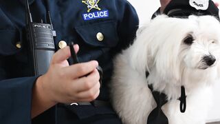 Compilation of funny and cute videos featuring happy dogs and other animals