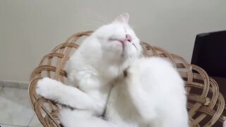 Compilation of funny and cute videos featuring happy dogs and other animals