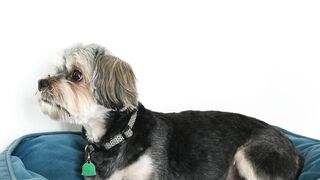 Faithful companions: Dogs as a source of happiness
