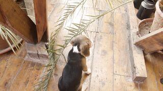 "The hilarious adventures of our adorable doggies".