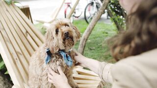 Noble companion: the story of a faithful dog