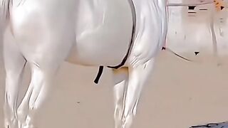أغلى حصان في العالم