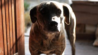 "Adorable video of dogs playing together"