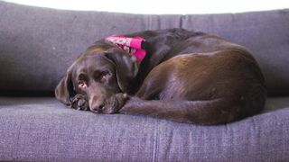 "My dog's funny and cute moments".