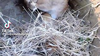 Cute baby rabbits