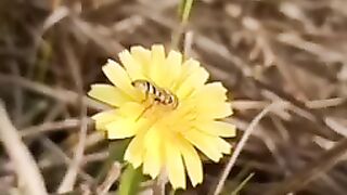 FLOWER 41,United States, Canada, Australia, UK