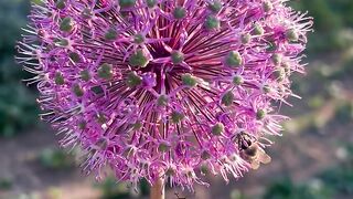 FLOWER 42,United States, Canada, Australia, UK