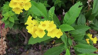 FLOWER 44,United States, Canada, Australia, UK