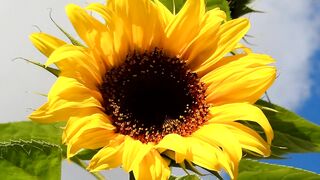 FLOWER 45,United States, Canada, Australia, UK