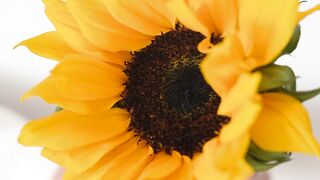 FLOWER 46,United States, Canada, Australia, UK