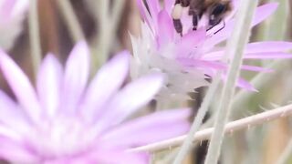 FLOWER 49,United States, Canada, Australia, UK