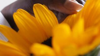 FLOWER 50,United States, Canada, Australia, UK