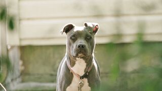 "Adorable dog plays with his favorite toy"