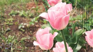 FLOWER 52,United States, Canada, Australia, UK