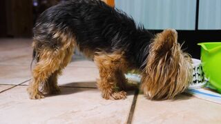 "Un jour dans la vie d'un chien heureux"