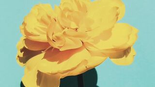 FLOWER 53,United States, Canada, Australia, UK