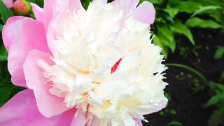 FLOWER 56,United States, Canada, Australia, UK