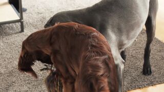 "The incredible prowess of my playful dog"